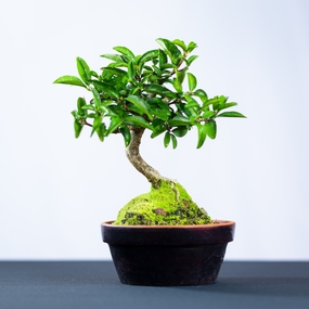 绿色树木盆景植物摄影图片